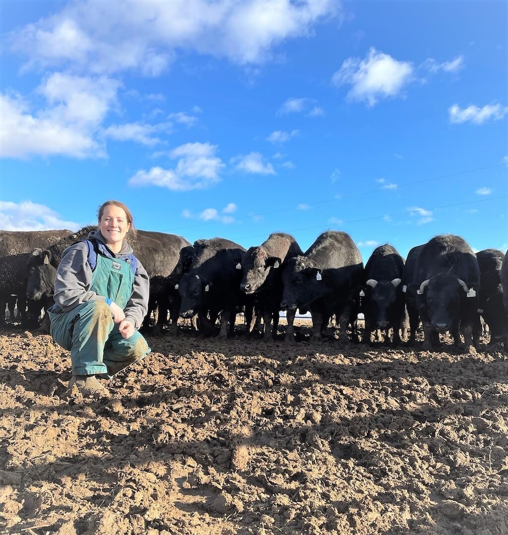 Cattle