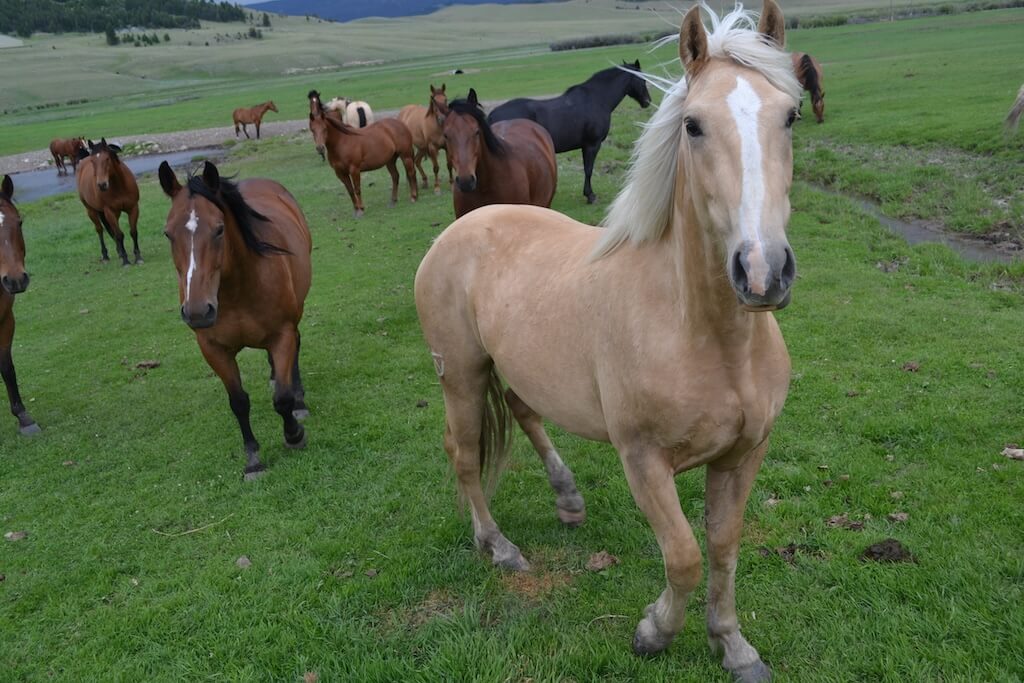 Equine