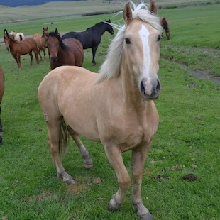 Equine Services