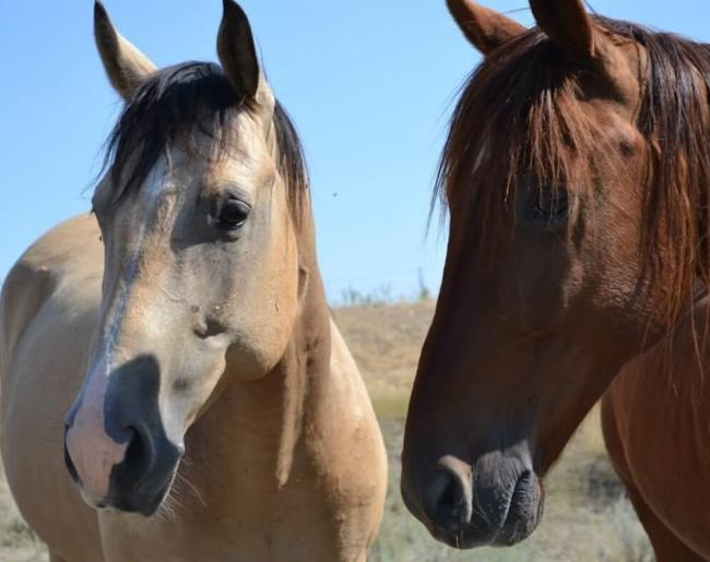 horses_12