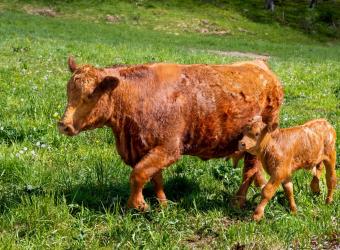 What can we do to prevent scours in your calves?