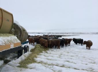 Winter Beef Cattle Nutrition Considerations with Dr. Becca Woodford