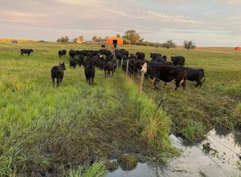 Behavioral Training to Enhance Preconditioning Protocol