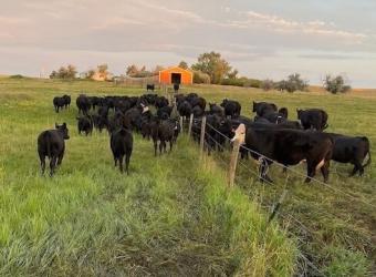 Behavioral Training to Enhance Preconditioning Protocol